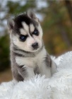 Krásná štěňata sibiřského husky retrívra