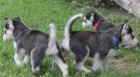 Krásná štěňata sibiřského husky retrívra