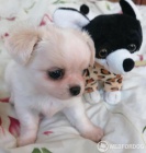poite si pomeranian tata