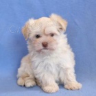Tato krsn, roztomil a roztomil ttka Havanese PES A ENA jsou pipravena na nov milujc domov! 