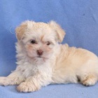 Tato krsn, roztomil a roztomil ttka Havanese PES A ENA jsou pipravena na nov milujc domov! 
