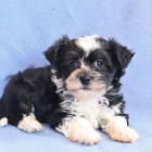 Tato krsn, roztomil a roztomil ttka Havanese PES A ENA jsou pipravena na nov milujc domov! 