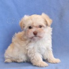 Tato krsn, roztomil a roztomil ttka Havanese PES A ENA jsou pipravena na nov milujc domov! 