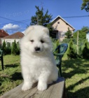 Sibisk samojed tata