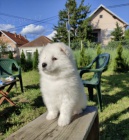 Sibisk samojed tata