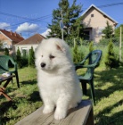 Sibisk samojed tata