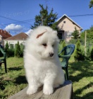 Sibisk samojed tata