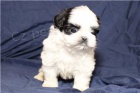 tata shih tzu k adopci