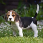 mln ttka beagle pro adopci