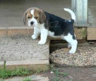 mln ttka beagle pro adopci