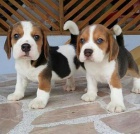 trikolorn beagle tata k prodeji.