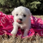sněhově bílá štěňata Bichon frize na prodej.