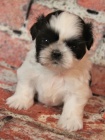 prodej ttek SHIH TZU bez PP