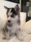 Rozkošný sibiřský husky