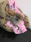 Pomeranian štěňata na prodej