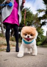 **Pomeranian štěňata na prodej**