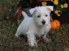 tata West Highland White Terrier