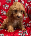 cavapoo  velmi malý,  