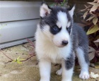 husky tata