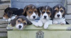 K dispozici jsou krásná a rozkošná očkovaná, odčervená a hygienicky vycvičená štěňata beagle, která jsou nyní připravena k prodeji.