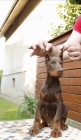 Doberman