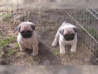 Mops tata A vrh