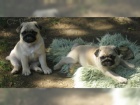 Mops tata A vrh