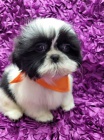 krsn fena shih tzu tn