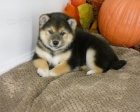 štěňata shiba inu
