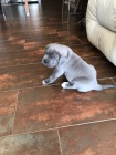 k dispozici štěňata cane corso italiano