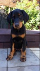 roztomil doberman ..