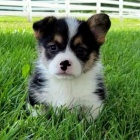 tata Pembroke Welsh Corgi na prodej.