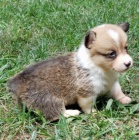 tata Pembroke Welsh Corgi na prodej.