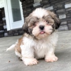 SHIH TZU