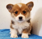 Welsh Pembroke corgi tri barevn t. Byli vychovni v naem dom spolu se svou matkou a ttou. s certifiktem 5 generace, oderven okovn