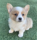 Welsh Pembroke corgi tri barevn t. Byli vychovni v naem dom spolu se svou matkou a ttou. s certifiktem 5 generace, oderven okovn