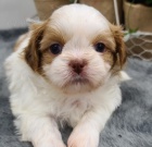 SHIH TZU tata