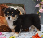 tata Pembroke Welsh Corgi na prodej.