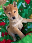 tata shiba inu