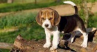 Krsn beagle drek k adopci zdarma