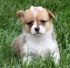andělský Pembroke Welsh Corgi Štěňata štěňata na prodej.