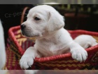 Labrador štěně s PP