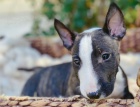 tata Bull Terrier a k adopci