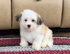 fantastick tata Coton De Tulear