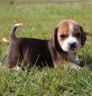 Krsn beagle drek k adopci zdarma