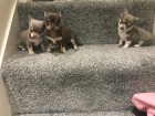 čivava štěňata mini šálek čaje.