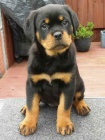 tata rotvajlera s PP - Rottweiler (RTW) - tn