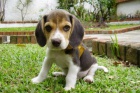 Beagle. $