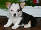 Štěňata Welsh Corgi Pembroke na prodej.