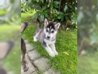  Sibisk husky chlapci a dvky